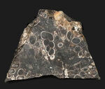 米国ワイオミング州の約５０００万年前の地層より採集された、巻き貝ツリテラ（Turritella）のマルチプレート化石