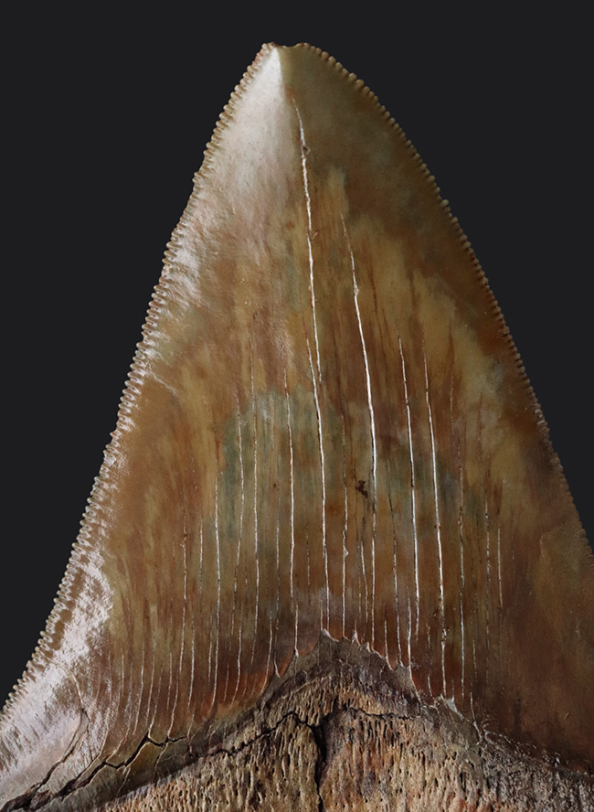 美麗品！カーブ計測118ミリ！印象的なブラウンを呈する、非常に美しいメガロドンの歯化石（その2）