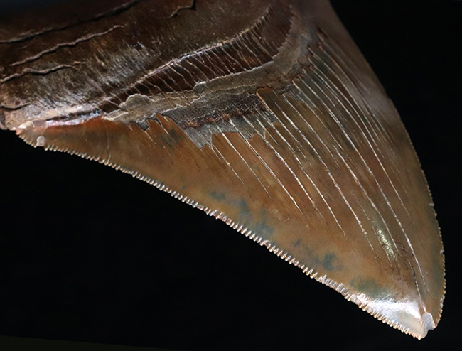 美麗品！カーブ計測118ミリ！印象的なブラウンを呈する、非常に美しいメガロドンの歯化石（その8）