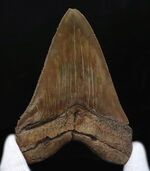 美麗品！カーブ計測118ミリ！印象的なブラウンを呈する、非常に美しいメガロドンの歯化石