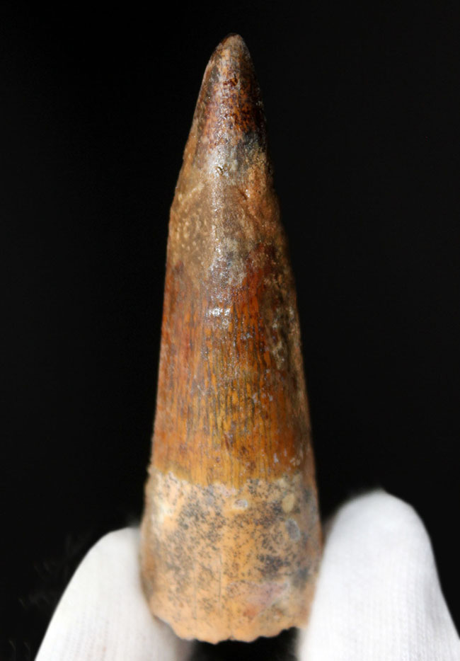 プレゼントにいかが?ナチュラル!典型的なスピノサウルスの歯化石(Spinosaurus)(その1)