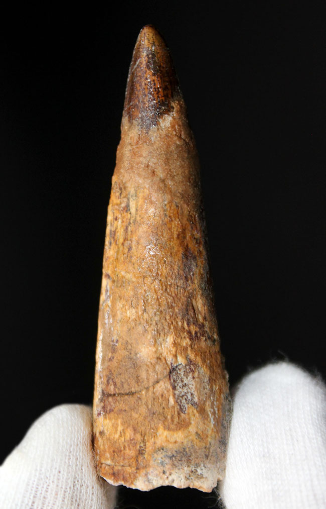 プレゼントにいかが?ナチュラル!典型的なスピノサウルスの歯化石(Spinosaurus)(その2)