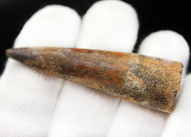 プレゼントにいかが?ナチュラル!典型的なスピノサウルスの歯化石(Spinosaurus)(その3)