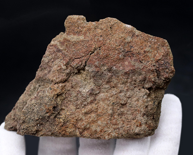 スーパーレア!非常に希少なハドロサウルス(Hadrosaurus)科の恐竜の皮膚の化石(その1)
