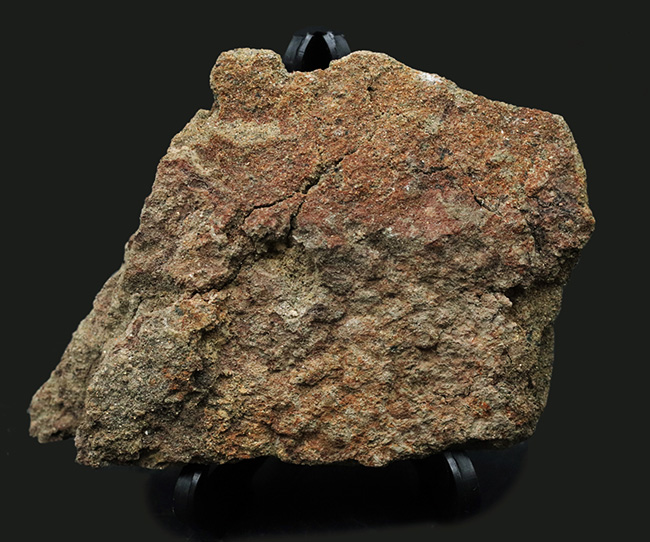 スーパーレア!非常に希少なハドロサウルス(Hadrosaurus)科の恐竜の皮膚の化石(その2)