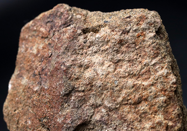 スーパーレア!非常に希少なハドロサウルス(Hadrosaurus)科の恐竜の皮膚の化石(その3)