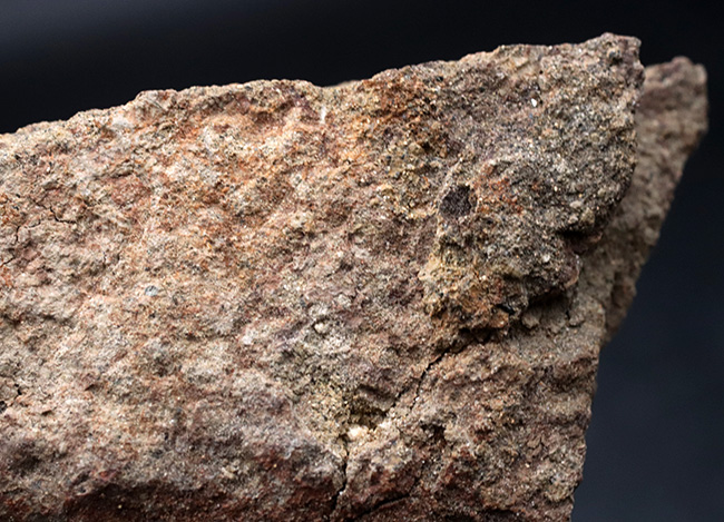 スーパーレア!非常に希少なハドロサウルス(Hadrosaurus)科の恐竜の皮膚の化石(その4)