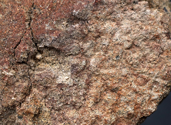 スーパーレア!非常に希少なハドロサウルス(Hadrosaurus)科の恐竜の皮膚の化石(その5)