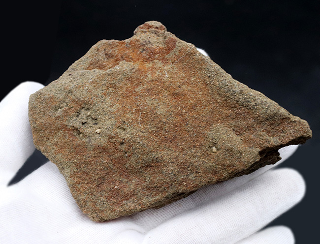 スーパーレア!非常に希少なハドロサウルス(Hadrosaurus)科の恐竜の皮膚の化石(その6)