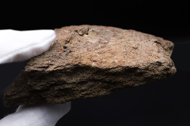 スーパーレア!非常に希少なハドロサウルス(Hadrosaurus)科の恐竜の皮膚の化石(その7)