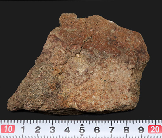 スーパーレア!非常に希少なハドロサウルス(Hadrosaurus)科の恐竜の皮膚の化石(その8)