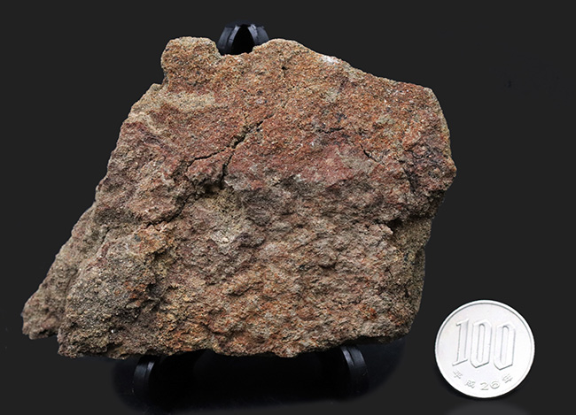 スーパーレア!非常に希少なハドロサウルス(Hadrosaurus)科の恐竜の皮膚の化石(その9)