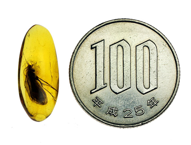 驚きのサイズ!古代のトビケラを内包したバルティックアンバー(専用ケース付き)。(その10)