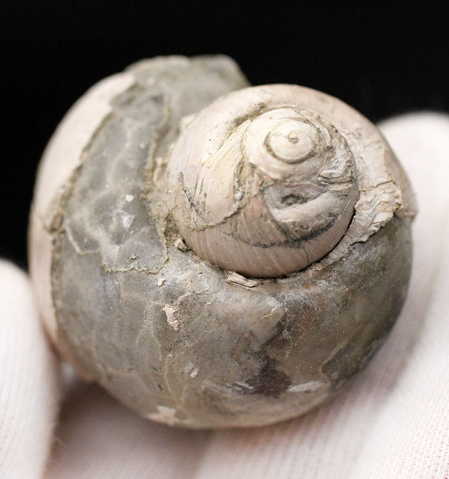 マニアックな国産（島根県大森層）タマガイの化石。ユスピラ（Euspira