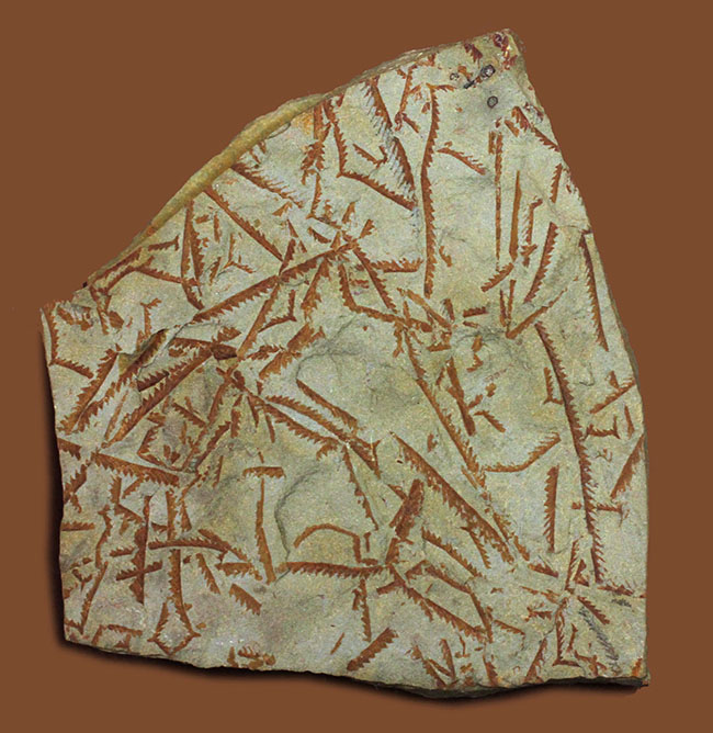 謎多き絶滅古代生物、フデイシ（Clonograptus rigidus）のマルチプレート標本（その1）