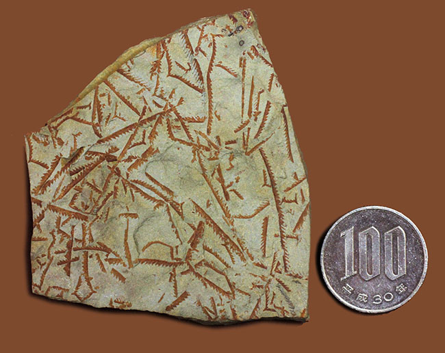 謎多き絶滅古代生物、フデイシ（Clonograptus rigidus）のマルチプレート標本（その11）