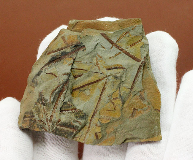 謎多き絶滅古代生物、フデイシ（Clonograptus rigidus）のマルチプレート標本（その4）