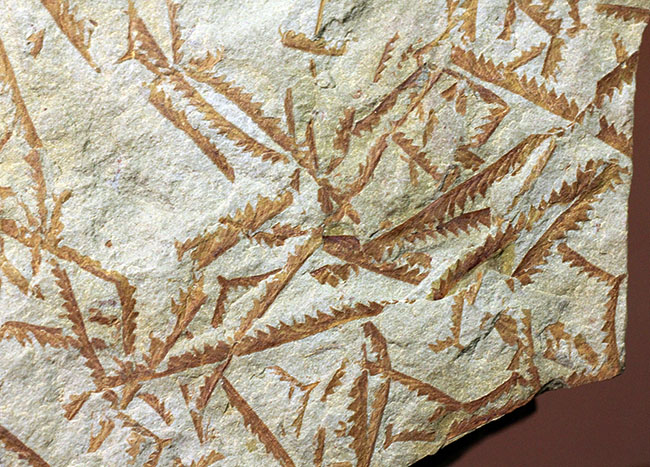 謎多き絶滅古代生物、フデイシ（Clonograptus rigidus）のマルチプレート標本（その8）