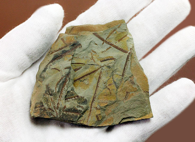 謎多き絶滅古代生物、フデイシ(Clonograptus rigidus)のマルチプレート標本 化石 販売