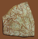 謎多き絶滅古代生物、フデイシ（Clonograptus rigidus）のマルチプレート標本