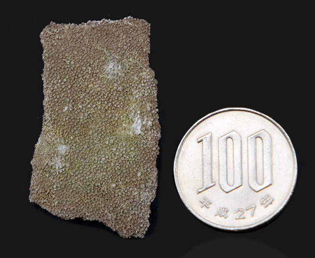 アルゼンチンの白亜紀後期の地層より採集された竜脚形類、サルタ