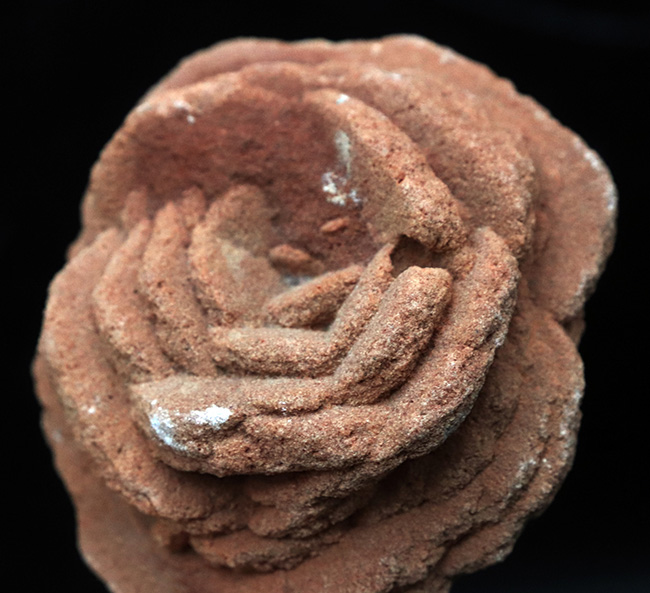 バラか、はたまたクルミか！？立派に成長したオクラホマ州産の砂漠のバラ（Desert Rose）（その1）