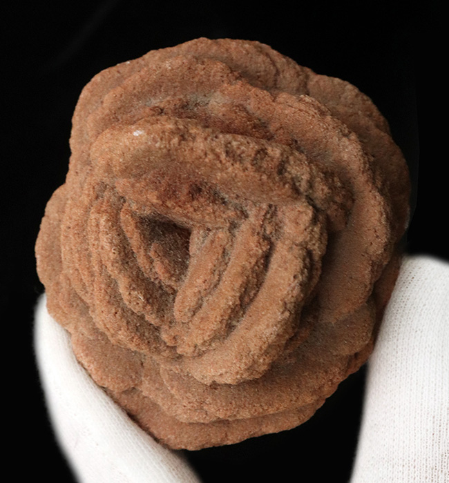 バラか、はたまたクルミか！？立派に成長したオクラホマ州産の砂漠のバラ（Desert Rose）（その2）