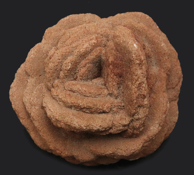 バラか、はたまたクルミか！？立派に成長したオクラホマ州産の砂漠の