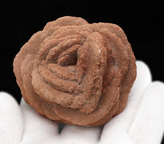 バラか、はたまたクルミか！？立派に成長したオクラホマ州産の砂漠のバラ（Desert Rose）（その4）