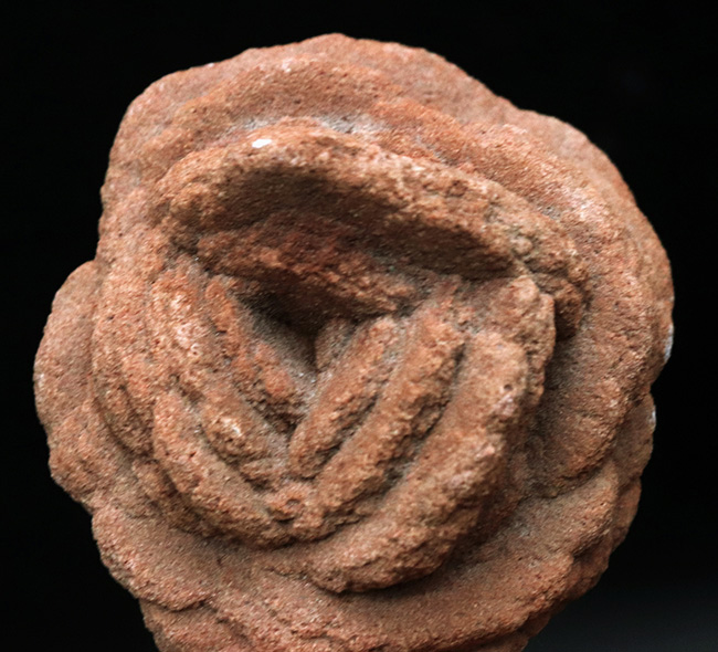 バラか、はたまたクルミか！？立派に成長したオクラホマ州産の砂漠のバラ（Desert Rose）（その5）