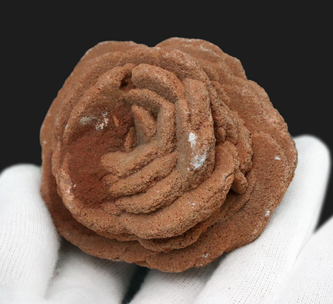 バラか、はたまたクルミか！？立派に成長したオクラホマ州産の砂漠のバラ（Desert Rose）（その6）