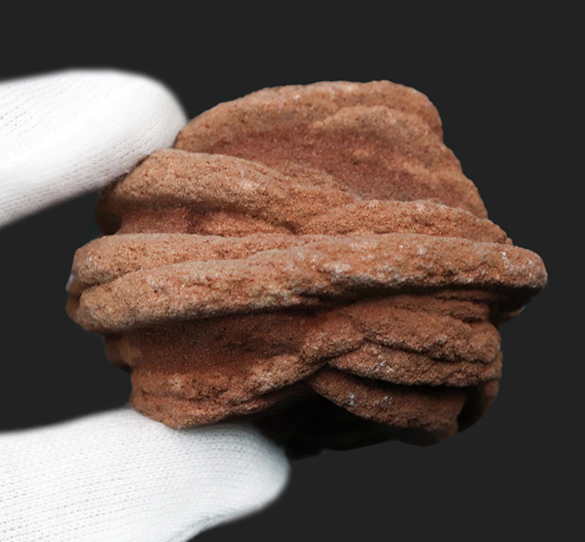 バラか、はたまたクルミか！？立派に成長したオクラホマ州産の砂漠のバラ（Desert Rose）（その7）