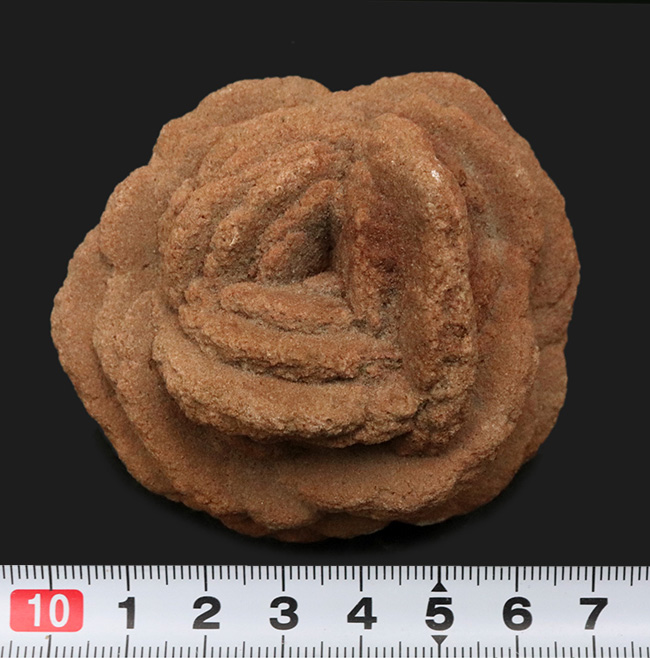 バラか、はたまたクルミか！？立派に成長したオクラホマ州産の砂漠の