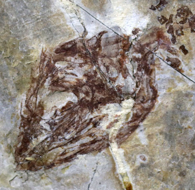 レア、数十年もののオールドコレクション！白亜紀の淡水を泳いでいたミニドラゴン、ヒファロサウルス（Hyphalosaurus lingyuanensis）の全身化石（その3）