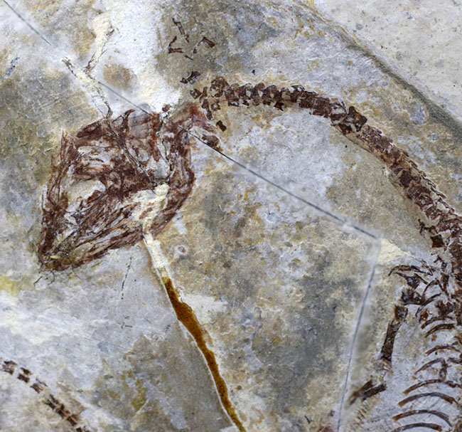 レア、数十年もののオールドコレクション！白亜紀の淡水を泳いでいたミニドラゴン、ヒファロサウルス（Hyphalosaurus lingyuanensis）の全身化石（その4）