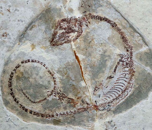 レア、数十年もののオールドコレクション！白亜紀の淡水を泳いでいた