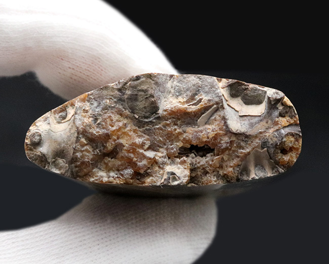 白亜紀後期の一風変わったアンモナイトの仲間、米国モンタナ州産バキュリテス（Baculites）の化石（その6）