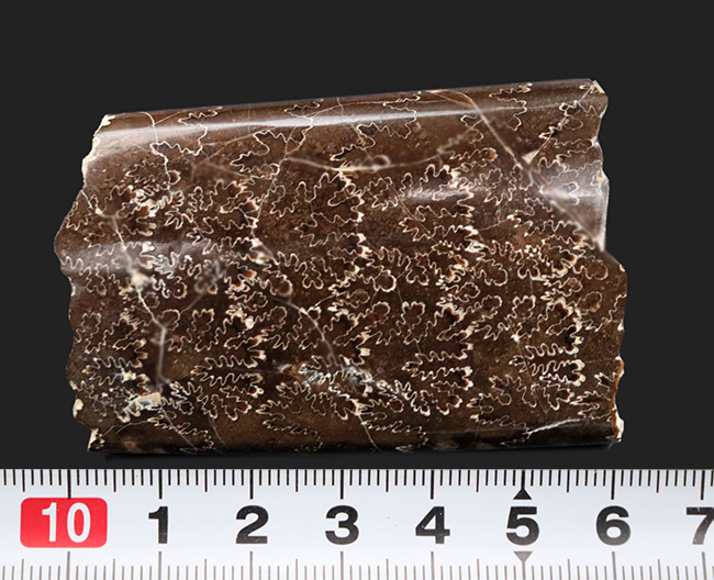 白亜紀後期の一風変わったアンモナイトの仲間、米国モンタナ州産バキュリテス（Baculites）の化石（その7）
