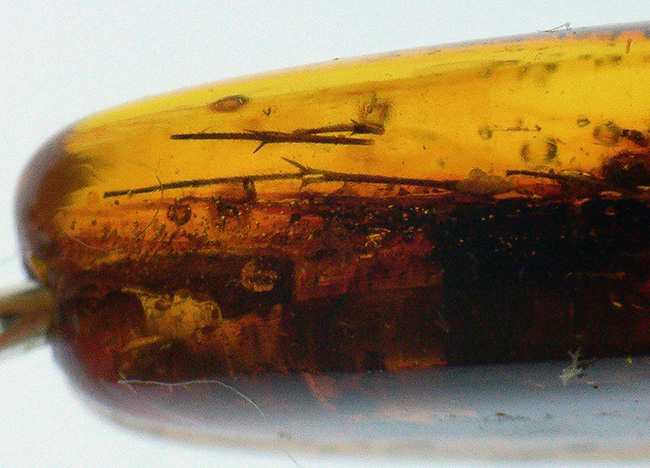 およそ４０００万年前の大きな羽虫が眠る！世界最大産地、バルト海産の虫入り琥珀を使ったペンダントトップ（シルバーチェーン＆高級ジュエリーケース付き）（その10）