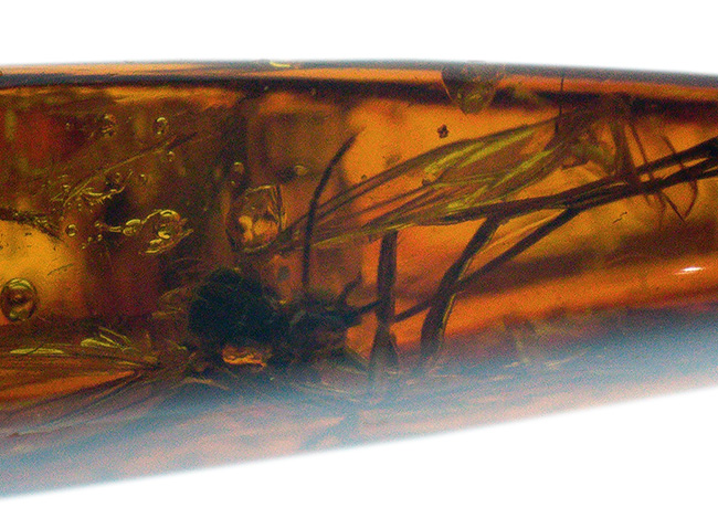 およそ４０００万年前の大きな羽虫が眠る！世界最大産地、バルト海産の虫入り琥珀を使ったペンダントトップ（シルバーチェーン＆高級ジュエリーケース付き）（その9）