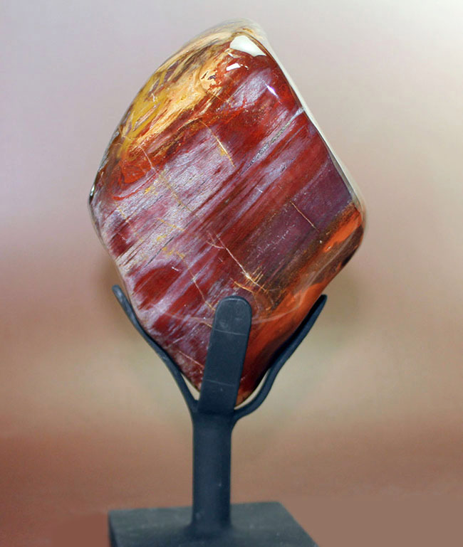 大変貌！貴石となった珪化木。専用スタンド付き、贅沢に全方向