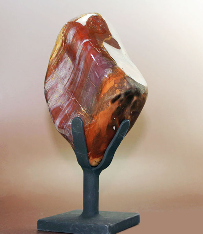 大変貌！貴石となった珪化木。専用スタンド付き、贅沢に全方向