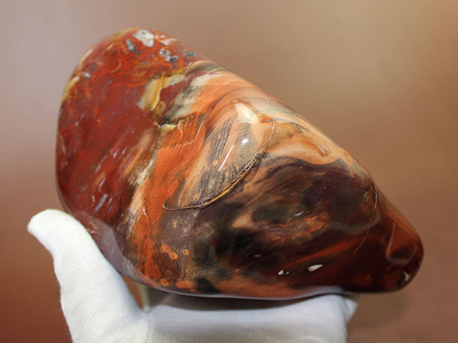 大変貌！貴石となった珪化木。専用スタンド付き、贅沢に全方向