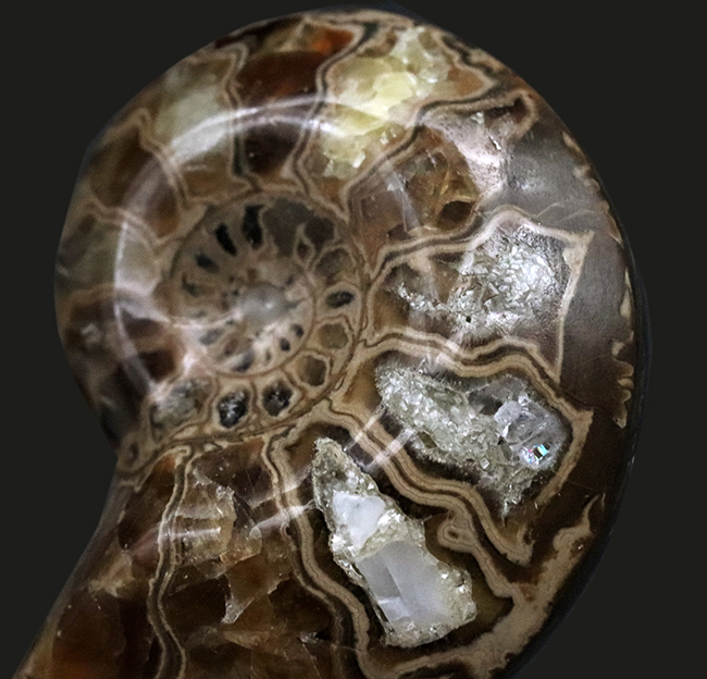 カット＆ポリッシュ、北海道の白亜紀の地層より採集されたアンモナイト（Ammonite）の化石（その1）