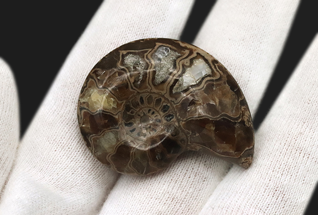 カット＆ポリッシュ、北海道の白亜紀の地層より採集されたアンモナイト（Ammonite）の化石（その3）
