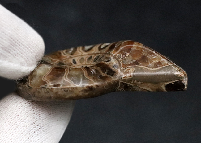 カット＆ポリッシュ、北海道の白亜紀の地層より採集されたアンモナイト（Ammonite）の化石（その5）