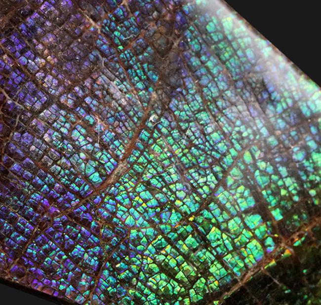 人気のドラゴンスキン!希少色とされるブルー&パープルを含む、極めて美しいアンモ”ラ”イト(Ammolite)の大型ピース(その1)