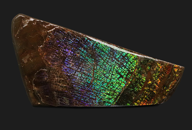 人気のドラゴンスキン！希少色とされるブルー＆パープルを含む、極めて美しいアンモ”ラ”イト（Ammolite）の大型ピース（その2）