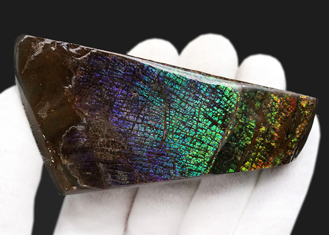 人気のドラゴンスキン!希少色とされるブルー&パープルを含む、極めて美しいアンモ”ラ”イト(Ammolite)の大型ピース(その3)