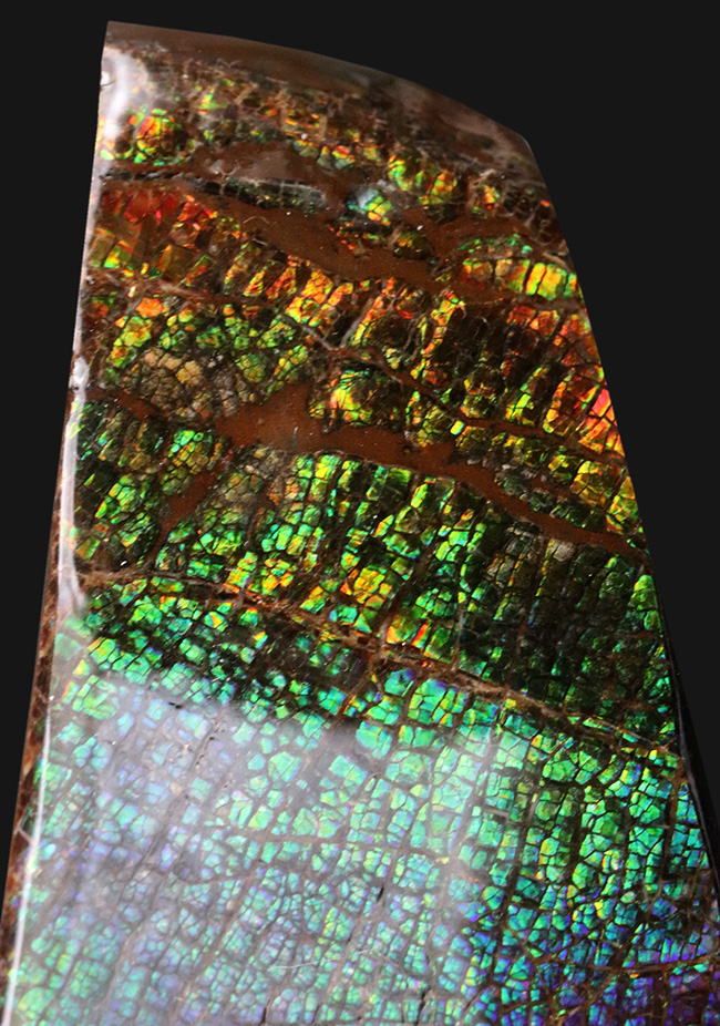 人気のドラゴンスキン！希少色とされるブルー＆パープルを含む、極めて美しいアンモ”ラ”イト（Ammolite）の大型ピース（その4）